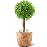 21年 光触媒で加工された観葉植物のおすすめ人気ランキング10選 Mybest 21年 光触媒で加工された観葉植物のおすすめ人気ランキング10選 Mybest