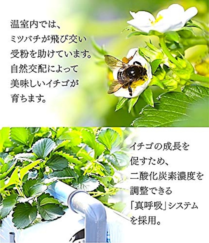 葵 あおい 4