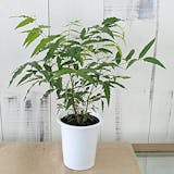 21年 虫除け用ハーブの鉢のおすすめ人気ランキング10選 Mybest 21年 虫除け用ハーブの鉢のおすすめ人気ランキング10選 Mybest