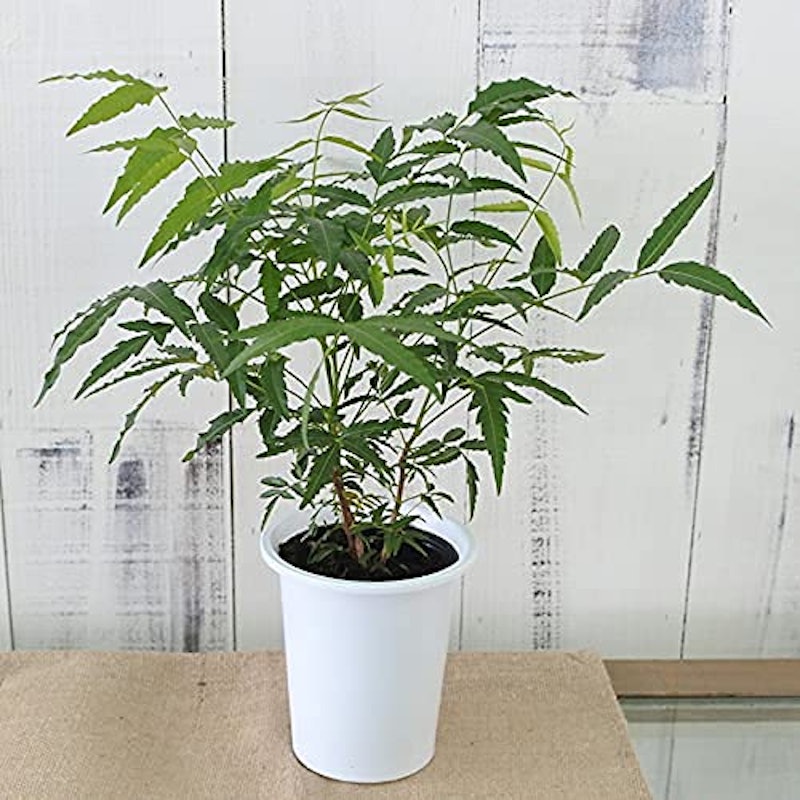 22年 虫除け用ハーブの鉢のおすすめ人気ランキング9選 Mybest 22年 虫除け用ハーブの鉢のおすすめ人気ランキング9選 Mybest