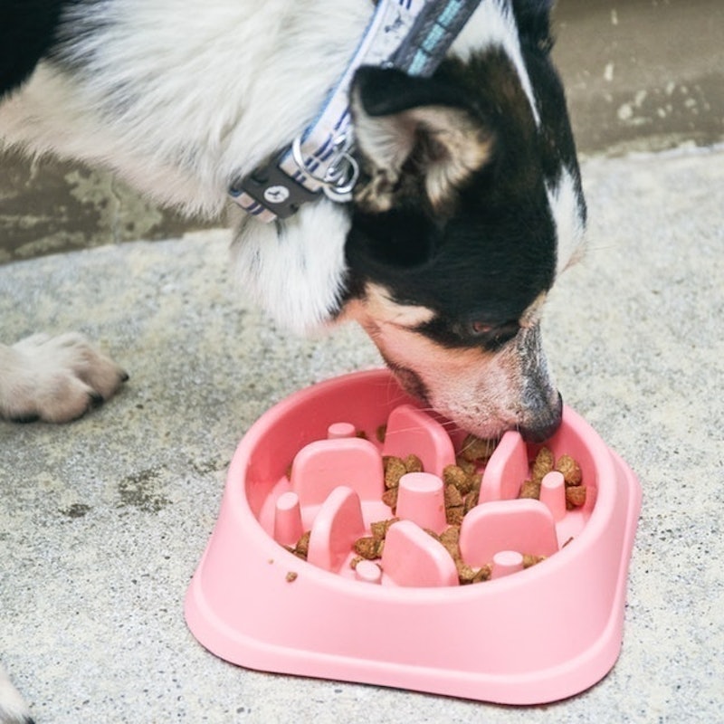 徹底比較 犬用早食い防止食器のおすすめ人気ランキング10選 効果が高いのはどれ Mybest