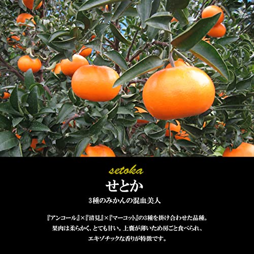 せとか 2