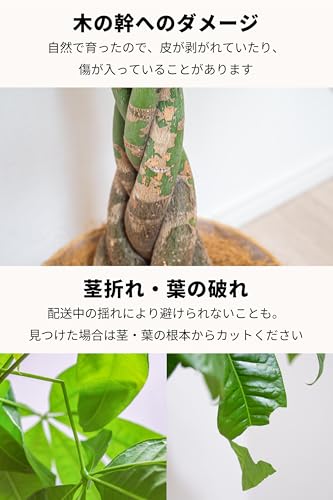 パキラ 6