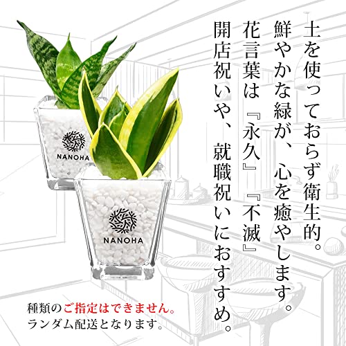 サンスベリア サンセベリア 3