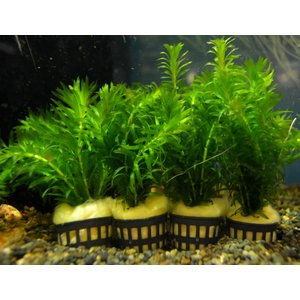 22年 ザリガニ向け水草のおすすめ人気ランキング11選 Mybest