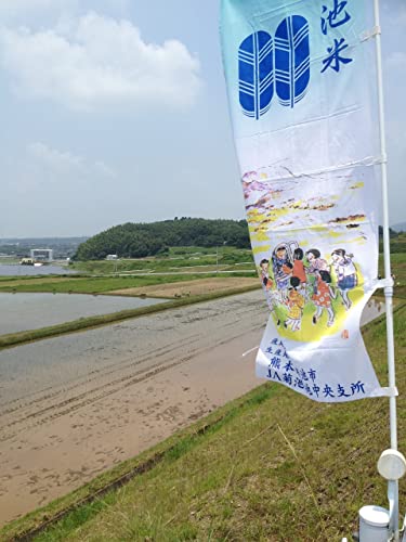 菊池米ヒノヒカリ 4