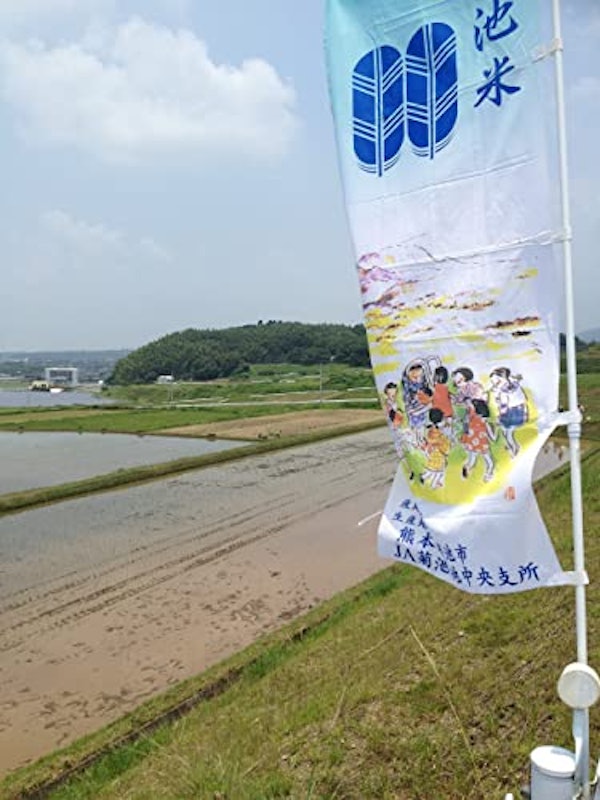 菊池米ヒノヒカリ 4
