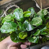 熱帯魚用水草のおすすめ人気ランキング【2026年9月】 4