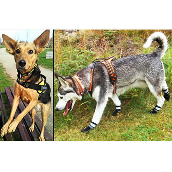 犬用首輪 9