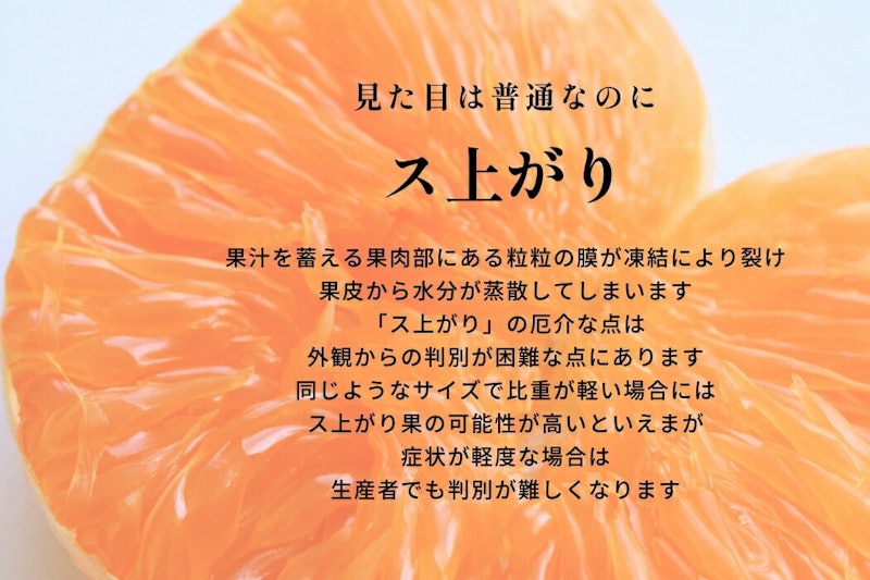 濃いハウスせとか 3