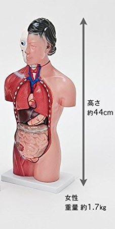 2023年】人体模型のおすすめ人気ランキング80選 | mybest