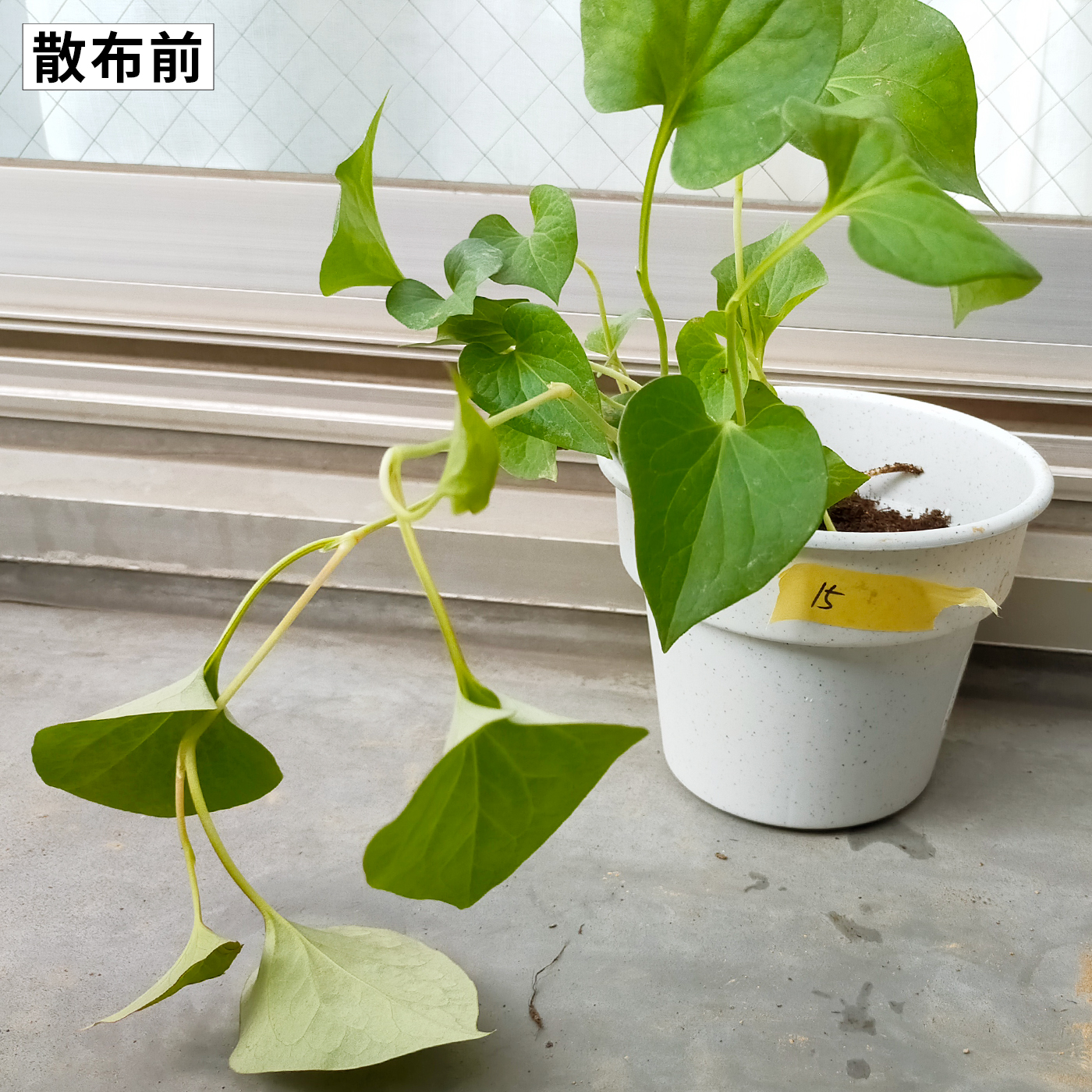 コメリ 除草ダブルパワーJをレビュー！クチコミ・評判をもとに徹底検証 4