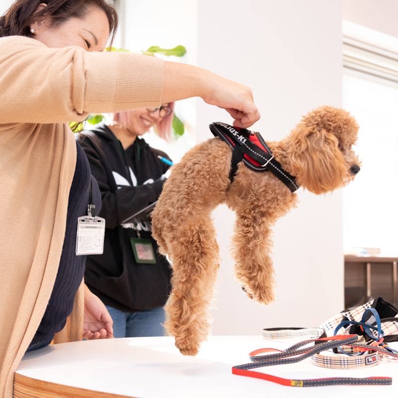 徹底比較 犬用ハーネスのおすすめ人気ランキング18選 Mybest