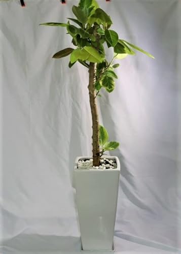 観葉植物 フィカス アルテシマ ストレート 8号鉢 1