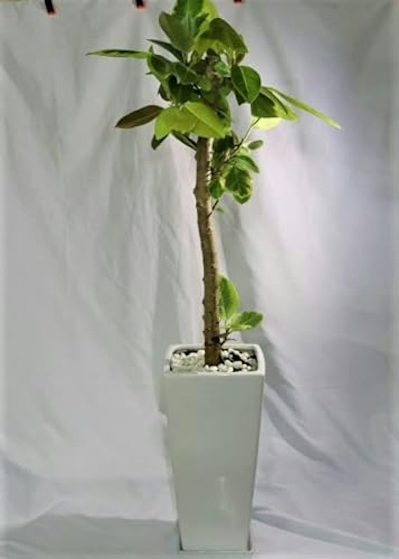 観葉植物 フィカス アルテシマ ストレート 8号鉢 1