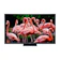 ハイセンスジャパン Mini LED 4K液晶テレビ U9Hシリーズ 1
