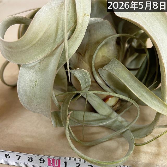 エアプランツ キセログラフィカ 11