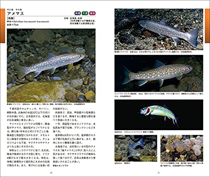 日本の淡水魚図鑑 2