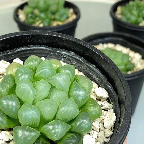初心者向けの多肉植物のおすすめ人気ランキング【2026年5月】 2