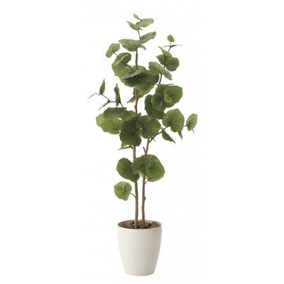 ☆希少☆ レア 観葉植物 オシャレ シーグレープ スパイラル 4寸 グリーン シーグレープのおすすめ人気ランキング【2025年】 | マイベスト