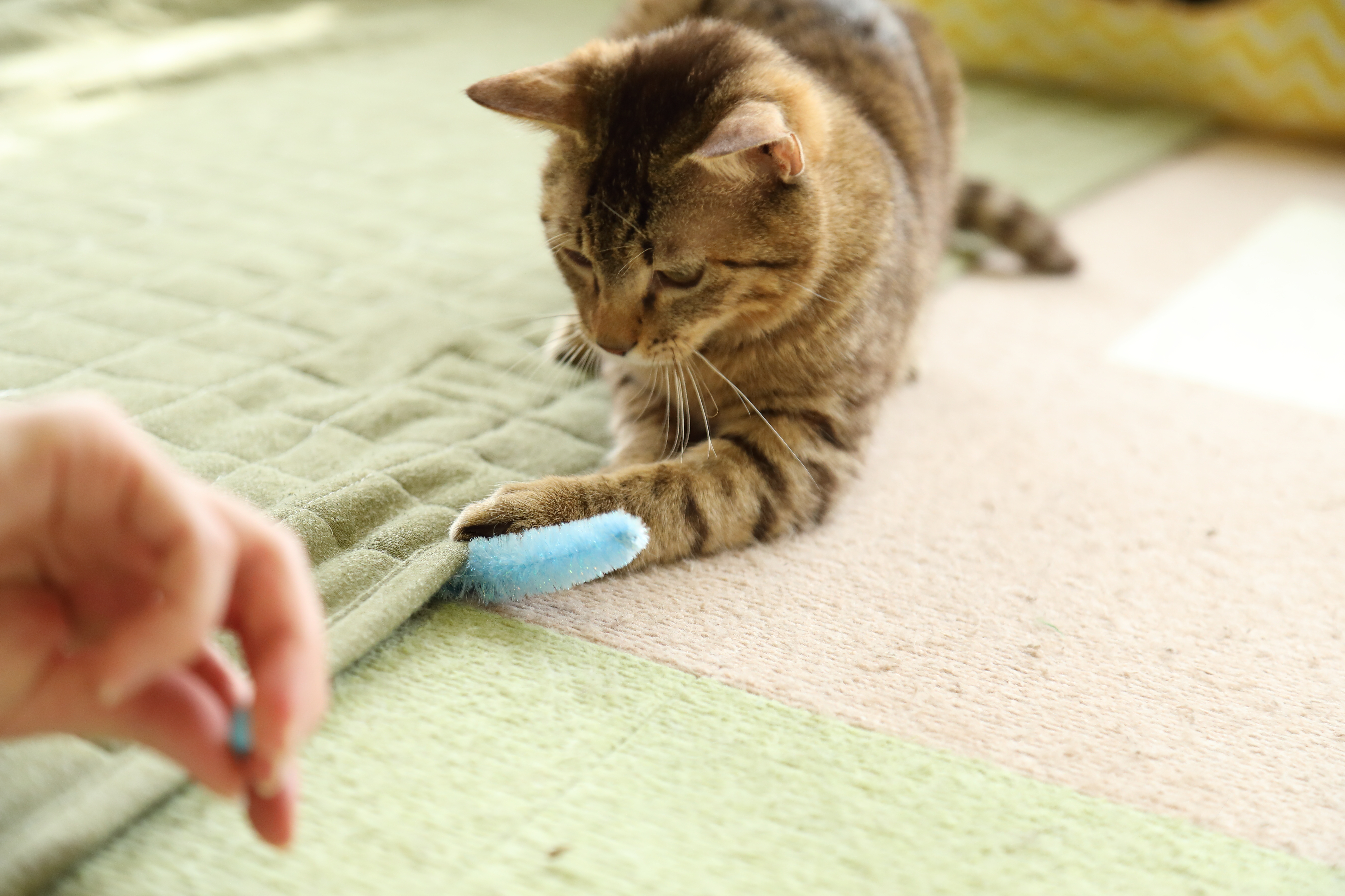 猫のお遊びカラ振る草 5