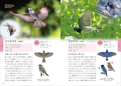 華麗なる野鳥飛翔図鑑 3