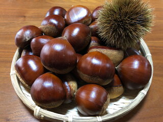 球磨 生栗 1