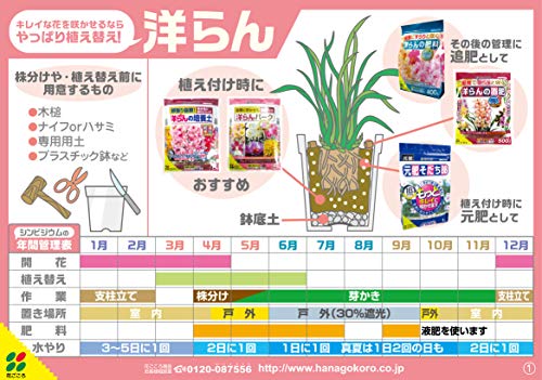 洋らんバーク 4