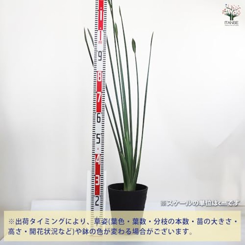 ストレリチア ユンケア 3
