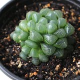 初心者向けの多肉植物のおすすめ人気ランキング【2026年9月】 3