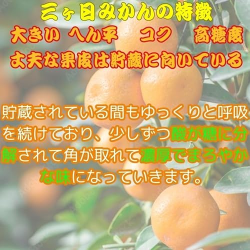 三ヶ日みかん 2