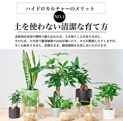 小さい観葉植物のおすすめ人気ランキング【2024年】 | マイベスト