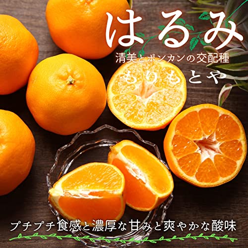 和歌山県産 はるみみかん 2
