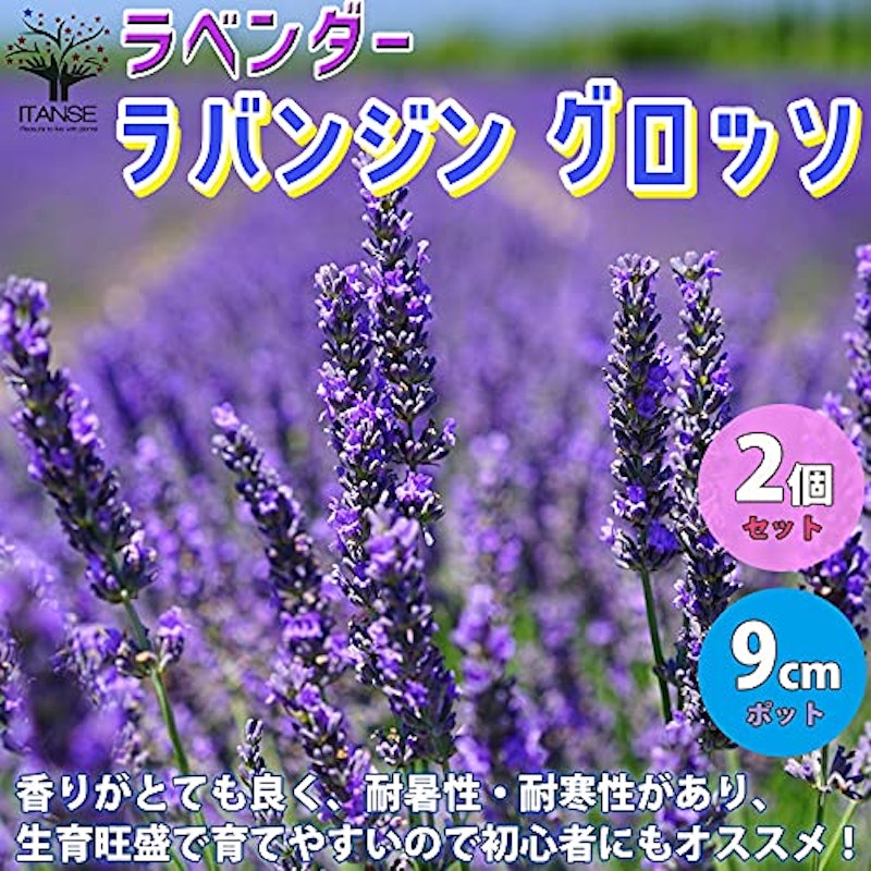 21年 ハーブ初心者向け苗のおすすめ人気ランキング10選 Mybest 21年 ハーブ初心者向け苗のおすすめ人気ランキング10選 Mybest