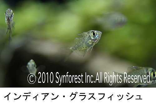 熱帯魚映像図鑑 バーチャル・アクアリウム 10