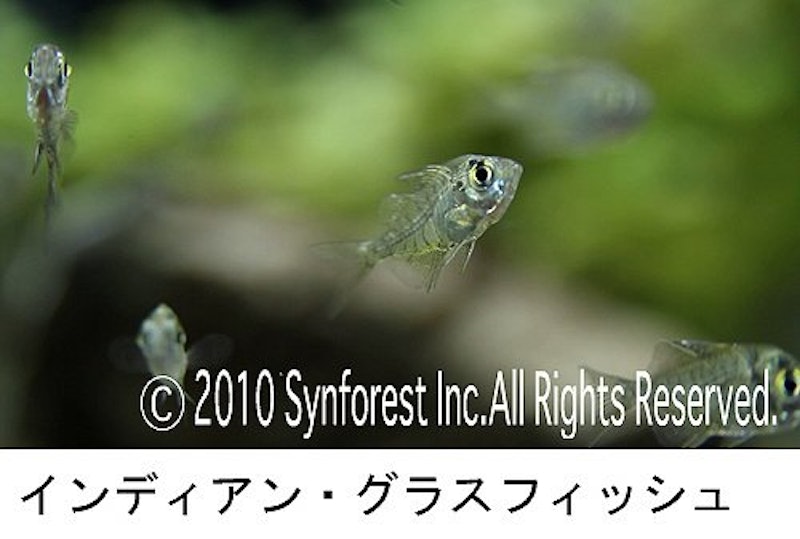 熱帯魚映像図鑑 バーチャル・アクアリウム 10