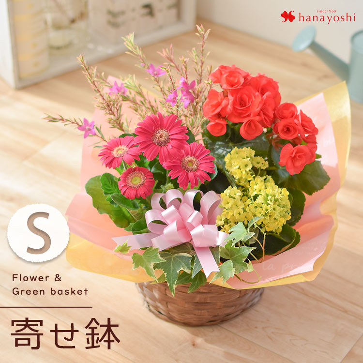 季節のおまかせ花鉢とグリーンの寄せ入れ 1