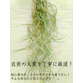 エアープランツ ウスネオイデス 2