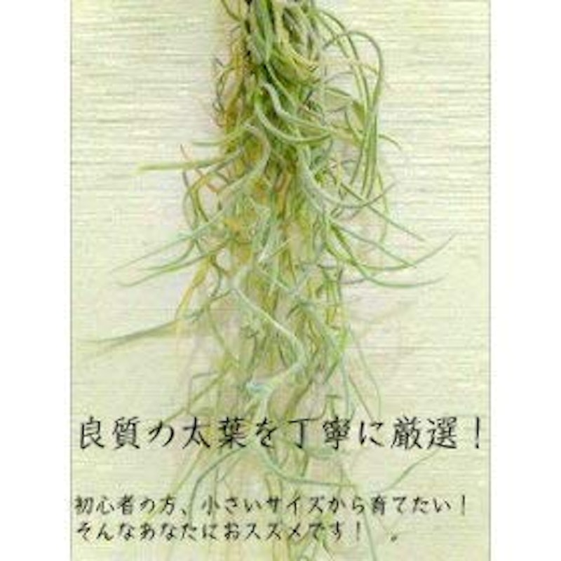 エアープランツ ウスネオイデス 2