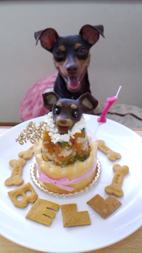 21年 犬用ケーキのおすすめ人気ランキング12選 Mybest