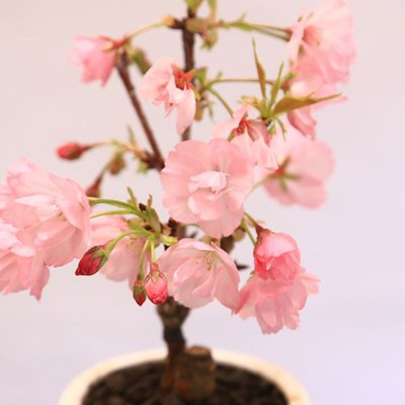 遊恵盆栽 ミニモダン盆栽 一才桜 2