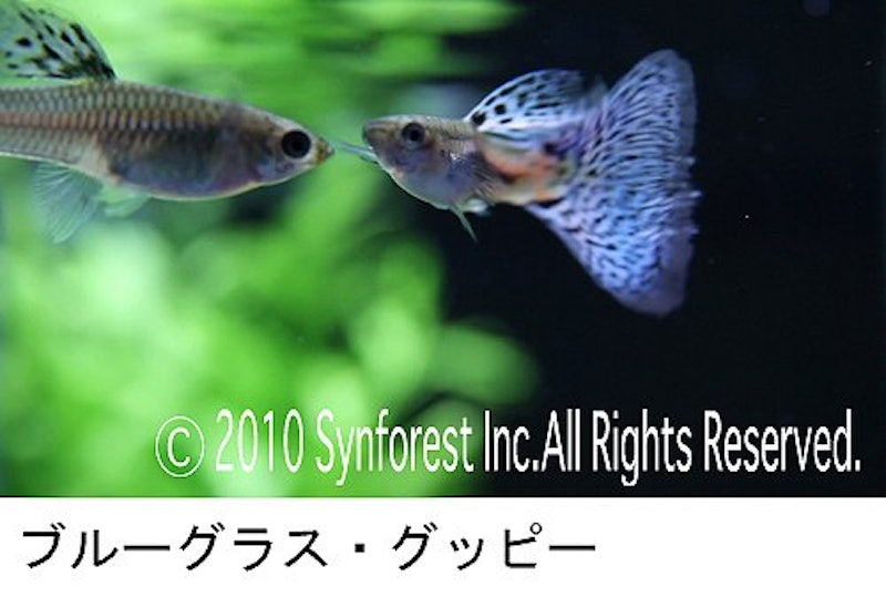 熱帯魚映像図鑑 バーチャル・アクアリウム 5