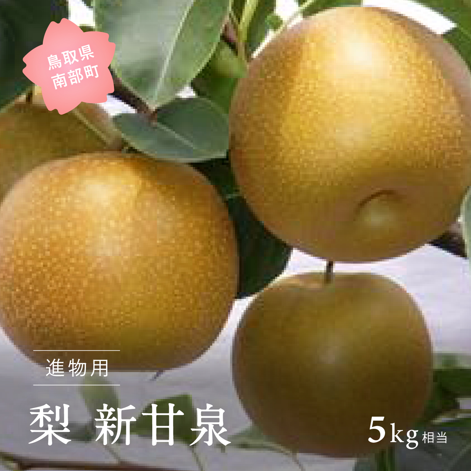 新甘泉 進物用 1