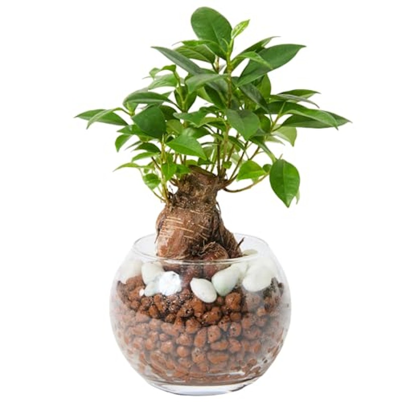 ガジュマル 1