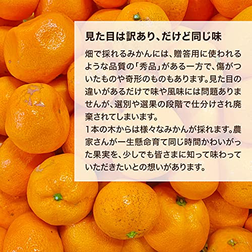 有田みかん 4