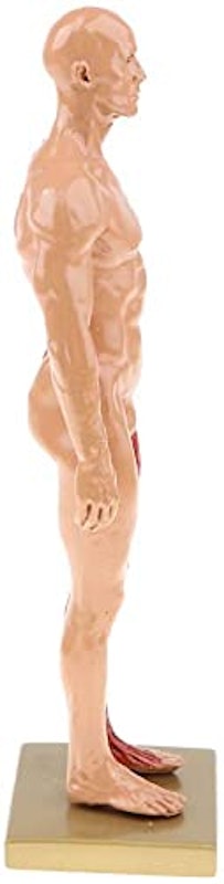 男性 人体モデル 6