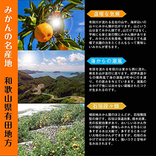有田みかん 訳あり 5