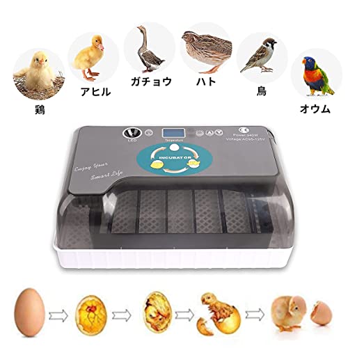 自動孵卵器 3