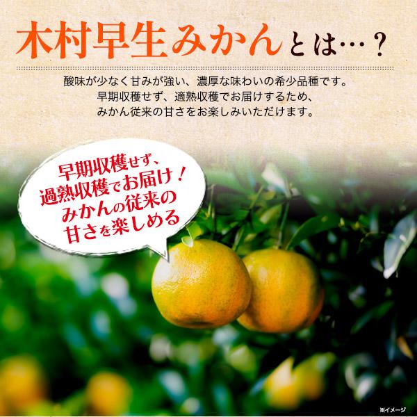 木村早生みかん 3