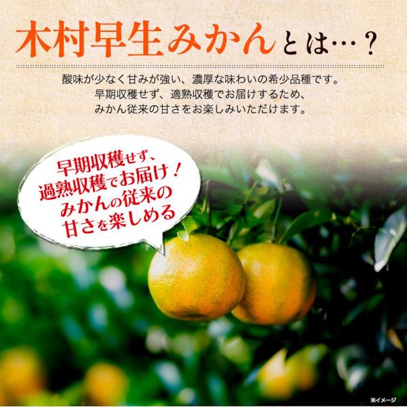 木村早生みかん 3